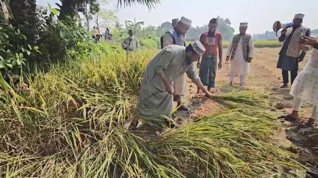 ভোট চাইতে গিয়ে ধান কাটলেন মুফতি আমির হামজা 