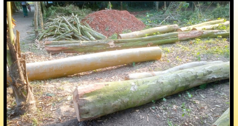 ধনবাড়িতে গাছ কেটে জমি দখলের অভিযোগ 